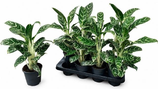 <h4>AG KL IVY GREEN</h4>