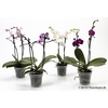 PHALAENOPSIS-HYBRID