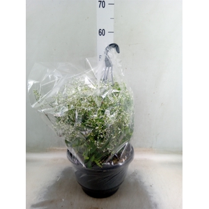 Euphorbia hyp. 'Diamond Frost'