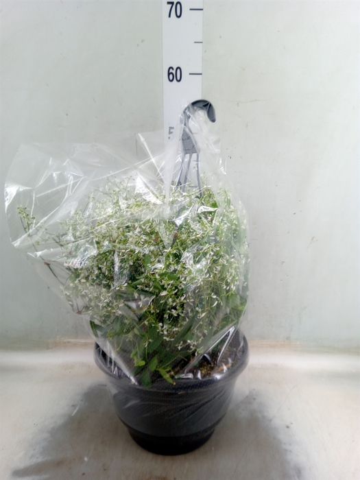 <h4>Euphorbia hyp. 'Diamond Frost'</h4>