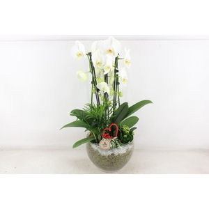 arr2 PL - Glas Henrik phal. wit STD