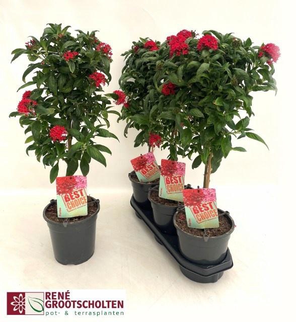 <h4>PENT PANIC RED</h4>