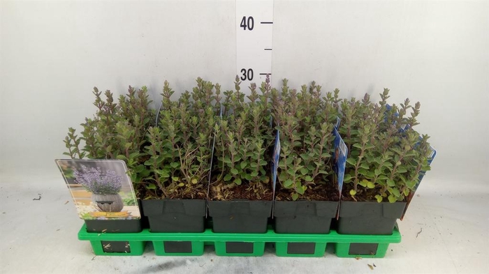 <h4>Nepeta faassenii</h4>