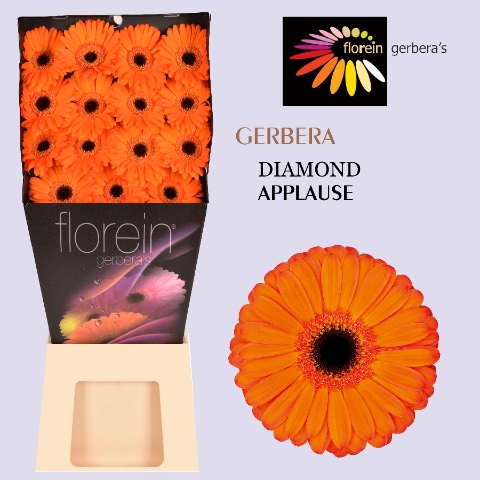 <h4>Gerbera Applause Diamond</h4>