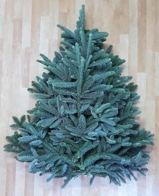 <h4>Abies Nob Blauw Kilo</h4>