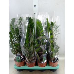 Zamioculcas zamiifolia