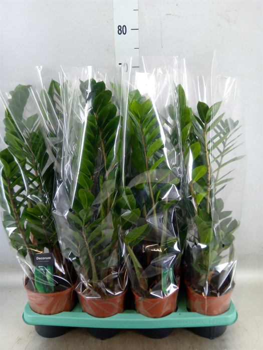 <h4>Zamioculcas zamiifolia</h4>