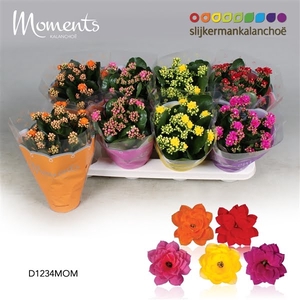 Kalanchoe Moments - 4 Colors Mix