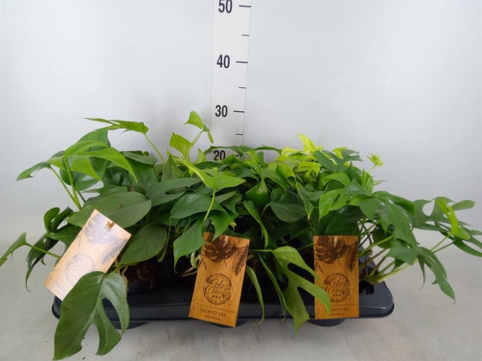 <h4>Monstera   ...</h4>