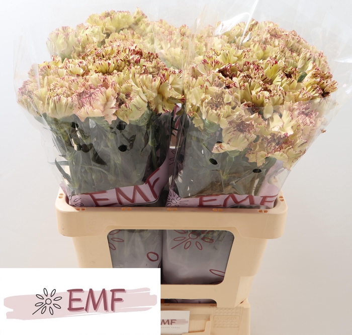 <h4>DI ST VIPER</h4>