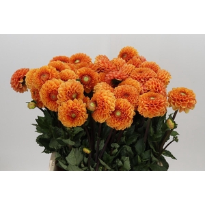 Dahlia Sylvia