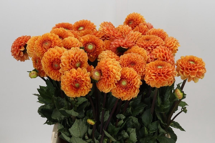 <h4>Dahlia Sylvia</h4>