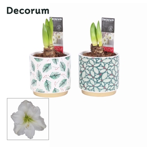Amaryllis Wit 2 Knop Saar KERST (Decorum)