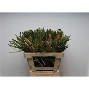 Banksia Hookeriana Small