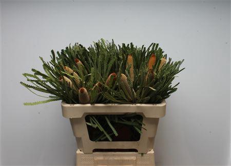 <h4>Banksia Hookeriana Small</h4>