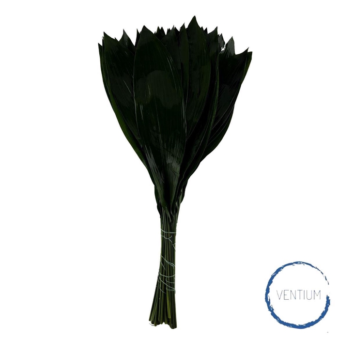 Aspidistra Ventium 100cm