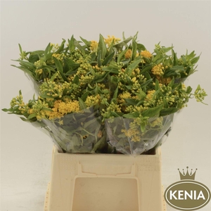 Asclepias tuberosa Hello Yellow