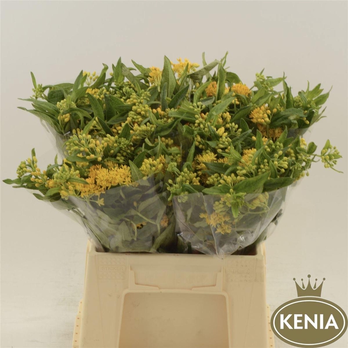<h4>Asclepias tuberosa Hello Yellow</h4>