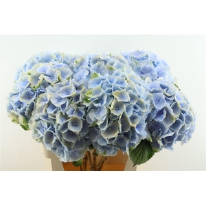 Hydr M Verena Blue/ Green 80-22