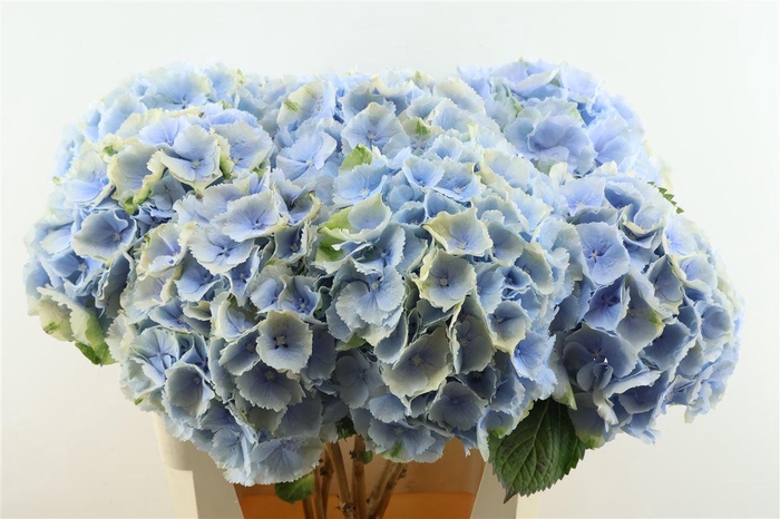 <h4>Hydr M Verena Blue/ Green 80-22</h4>