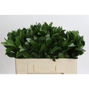 Ruscus aculeatus   ...groot blad