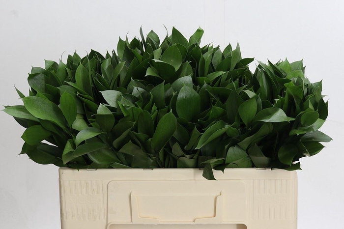 <h4>Ruscus aculeatus   ...groot blad</h4>