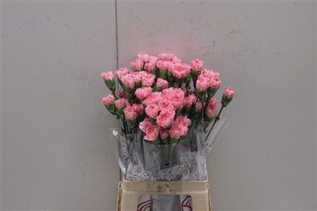 <h4>Di St Corvette</h4>