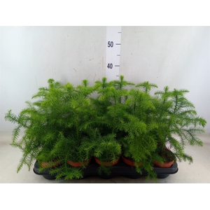 Araucaria heterophylla