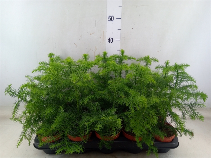 <h4>Araucaria heterophylla</h4>