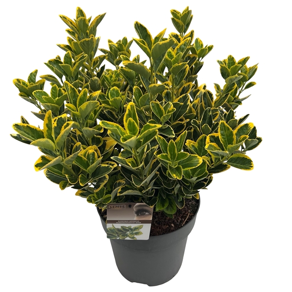 <h4>Euonymus jap. 'Aureomarginatus' sense</h4>