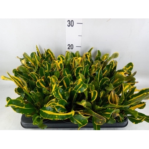 Codiaeum var. GR 'Mammi'