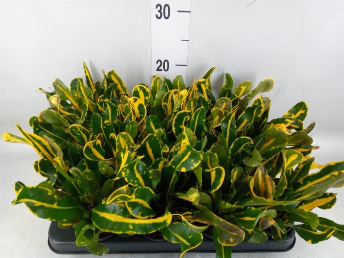 <h4>Codiaeum var. GR 'Mammi'</h4>