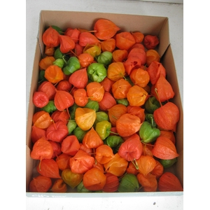 PHYSALIS LAMPION LOS
