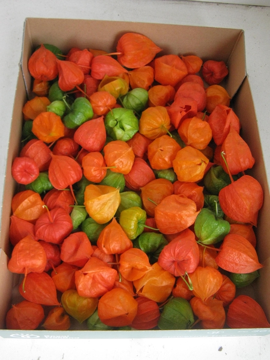 <h4>PHYSALIS LAMPION LOS</h4>