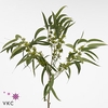 Euca Exotica Bes Met Blad