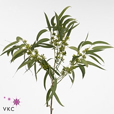 Euca Exotica Short Naturel P Kg