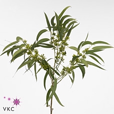 Euca Exoticabes Zuid Afrika 60cm