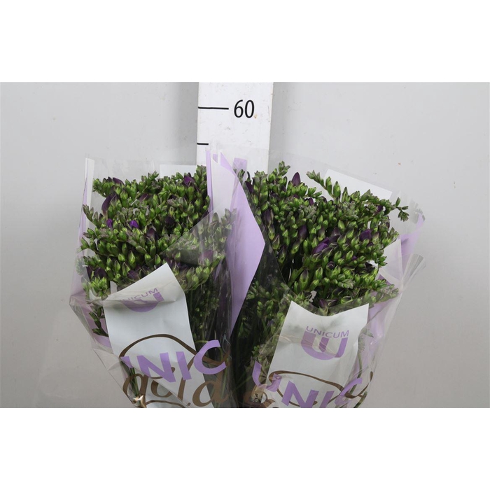 <h4>Fr Du Blue Bayou</h4>