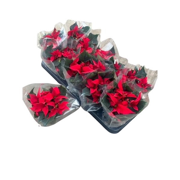 <h4>kerstster 10,5cm rood</h4>