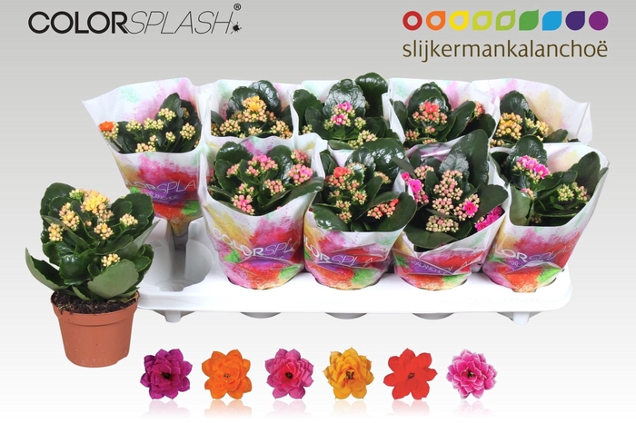 <h4>Kal Ge Gem 6 Kl</h4>