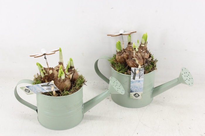 <h4>arr4 Narcis JS - Zink gieter groen</h4>