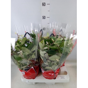 Aeschynanthus lobb. 'Variegatus'