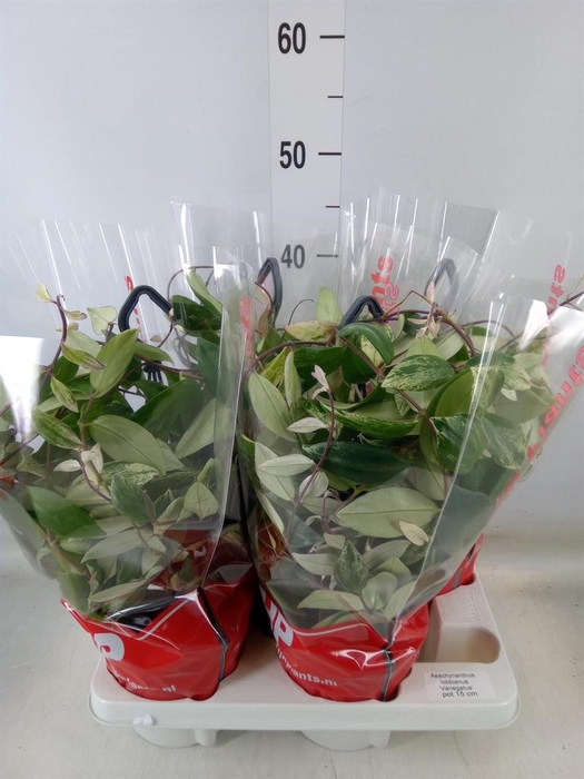 <h4>Aeschynanthus lobb. 'Variegatus'</h4>