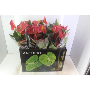 ANTHURIUM MICHIGAN P17 PREMIUM
