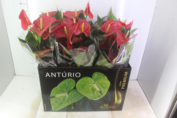 <h4>ANTHURIUM MICHIGAN P17 PREMIUM</h4>
