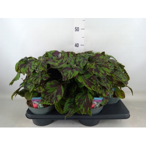 Plectranthus col.   ...