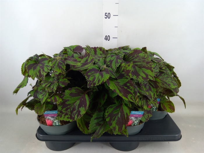 <h4>Plectranthus col.   ...</h4>