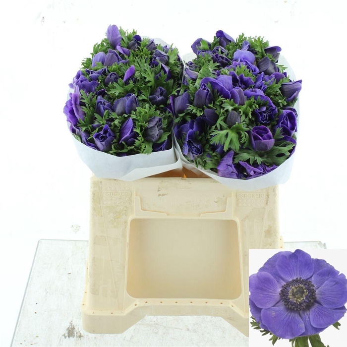 <h4>ANEM CO MIS + D BLUE</h4>