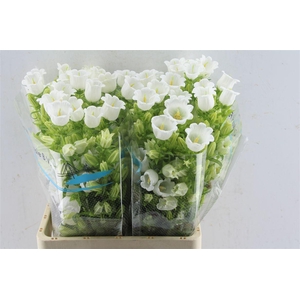 Campanula Med Champ White
