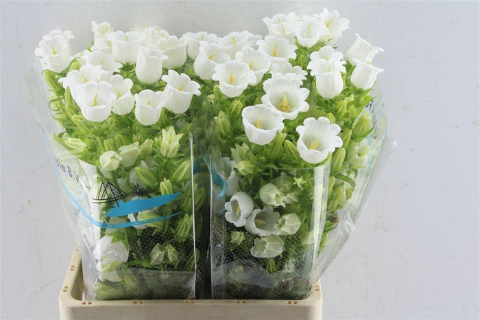 <h4>Campanula Med Champ White</h4>
